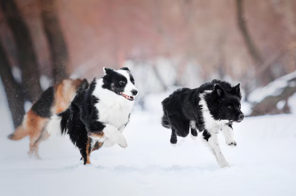 Bonnie and Clyde Against winter